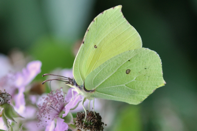 Gonepteryx cleopatra o Rhamny?